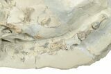 Fossil Oreodont (Merycoidodon) Skeleton - Nearly Complete! #232222-6